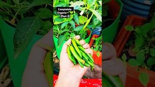 Saplings from SV nursery Poosapatrega Srikakulam shorts short garden chillies [upl. by Hsaka]