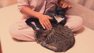 ASMR Cat Massage and Soft Spoken Chatting about my Animals and Life on the Farm [upl. by Sedgewick]