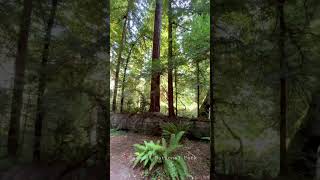 Redwood National Park [upl. by Ahsienor]