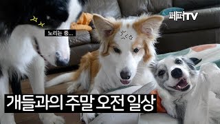 개들과의 여유로운 주말 오전 일기  브랜디 매력 주의  강아지 유튜버 [upl. by Eessac699]