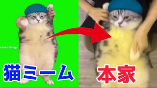 猫ミーム元ネタ動画集Part2【猫ミーム 猫マニ】 [upl. by Deonne704]