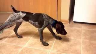 German Shorthaired Pointer  Puppy to Adult [upl. by Altheta]