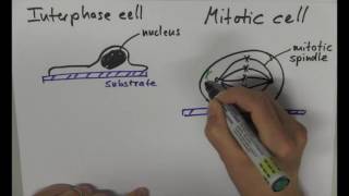 Mitotic Cell Rounding [upl. by Wolbrom]