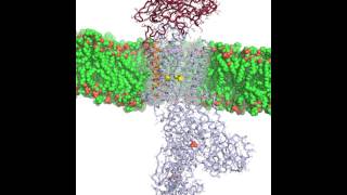 NaKATPase animation [upl. by Vanhook]