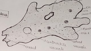 Amoeba Diagram। How to draw amoeba Proteus easily। amoebadiagramzoology। [upl. by Narih68]