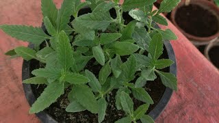 How To Grow Verbena From Seeds Winter Flowering Plant [upl. by Ylrebme]