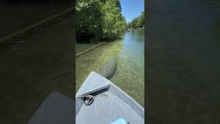 Manatee enjoying the Florida summer☀️ goodvibes sun manatee manatees boat spring springwater [upl. by Ayela]