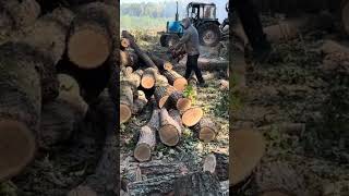 Stihl ms 462 cutting wood 🪚🪚🪚 [upl. by Filia]