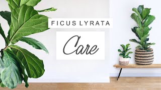 Fiddle Leaf Fig Care Guide 🌱 TIPS  TRICKS Ficus Lyrata Care 🌿 Houseplant 101 💚 [upl. by Ahsas563]