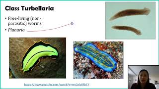 Phylum Platyhelminthes  Part 1 [upl. by Us]