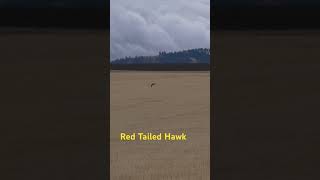 Red Tailed Hawk hunting a freshly cut field birdphotography idaho lumixg9 wildlifephotography [upl. by Eiwoh215]