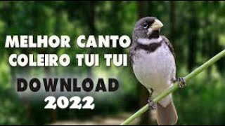 Coleiro tui tui zel zel Melhor Encarte para Download 2022 [upl. by Emoryt821]