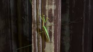 Mantis in Cambodia [upl. by Theodore]