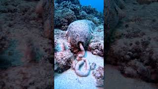 Sea Cucumber Drops Off Load Of Digested Sand  ViralHog [upl. by Colfin]