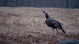 Fall Shotgun Season Turkey Hunt in Western Kentucky [upl. by Esiuole894]