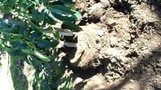 avocado tree planting soil line and mulch [upl. by Renckens117]