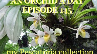 ORCHIDGREENHOUSE AN ORCHID A DAY EPISODE 145 I MY PESCATORIA COLLECTION [upl. by Clapper]