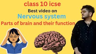 Parts of brain and their function class 10 icse nervous systemNEET [upl. by Zach]