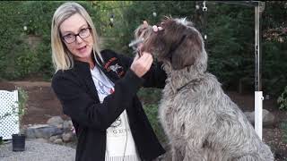 Grooming A Wirehaired Pointing Griffon [upl. by Raina]