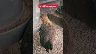 Olive egger chickens chicken babyanimals raisingchickensforeggs chicks [upl. by Rebmyt]