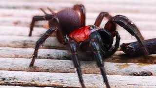 NZ Tunnel web spider shoves huge fangs into juicy false katipo4K [upl. by Selij]