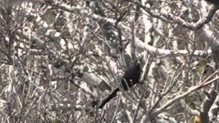 Groovebilled Ani garrapatero pijuy Crotophaga sulcirostris [upl. by Notyarb]