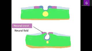 Lecture 2 General Embryology [upl. by Harri]