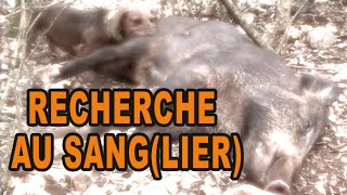 Recherche au sanglier et honneurs HD [upl. by Ymerrej]