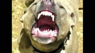 pitbull vs kangal [upl. by Castor]