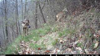 Capriolo con palco deformato fototrappolaggio wildlife wildlifeanimals trailcamera [upl. by Nylaj752]