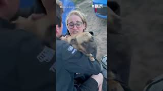 Missing dog reunited with owners after 4 days [upl. by Lah]