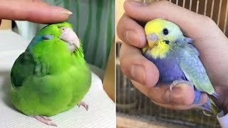 Smart And Funny Parrots Parrot Talking Videos Compilation 2023  Cute Birds 32 [upl. by Nesila]