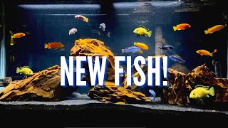 New Fish amp Aquascape for the 75 Gallon Mbuna Cichlid Tank [upl. by Vergne]