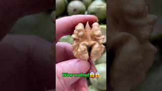 Walnut fruit😱😱 trendingshorts recommended [upl. by Tertius]