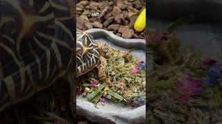 Feeding my tortoises Arcadia’s OptimisedIndulgence [upl. by Ogeid]