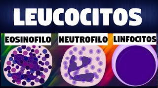 TODO SOBRE los GLOBULOS BLANCOSLEUCOCITOS  Inmunologia [upl. by Ahsaf]