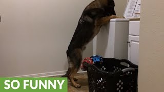 Helpful German Shepherd dog loads washing machine for owner [upl. by Cleaves]