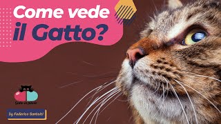 Come VEDE il Gatto🐱 entriamo nei suoi occhi [upl. by Saxela349]