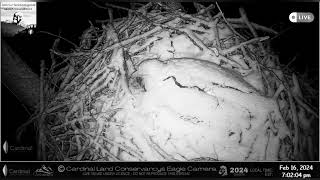 Eagles Nest News  Bonnie Lays a Second Egg in the Snow 16th Feb 24 [upl. by Gapin]