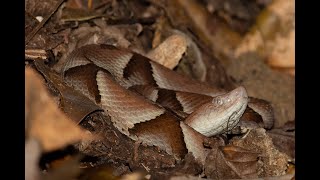 A RARA E AMEAÇADA JARARACADEMURICI  MURICI PIT VIPER  BOTHROPS MURICIENSIS [upl. by Nuhsed214]