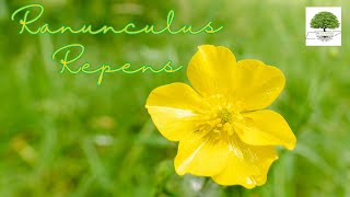 Ranunculus Repens  TN Nursery [upl. by Alamap]