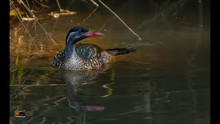 African Finfoot  Podica Senegalensis [upl. by Moyra]