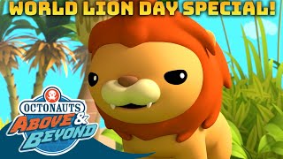 Octonauts Above amp Beyond  Big Cats 🦁  World Lion Day Special  Compilation  Octonauts​ [upl. by Gerrie190]