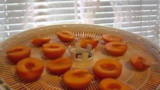 How to make dehydrated apricots  dried apricots [upl. by Peer]