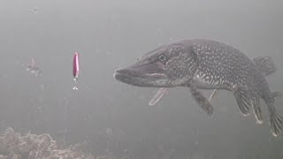 INSANE Underwater Footage Ice Fishing NORTHERN PIKE with a DARDEVLE [upl. by Harlamert]