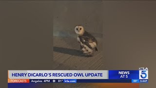 Owl rescued by KTLAs Henry DiCarlo on the mend [upl. by Ivanah596]