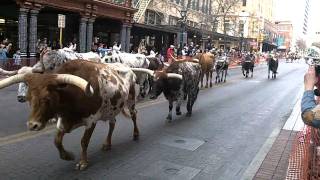 Longhorn Cattle Drive [upl. by Eicyak]