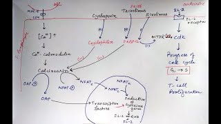 Mechanism of Cyclosporin Tacrolimus and Sirolimus immunosuppressants pharmacology [upl. by Lasorella958]