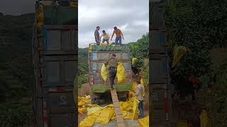 A man carries two bags of white pomelos into a truck [upl. by Tfat]