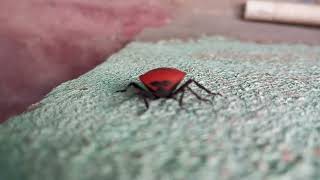 Coridius janus Fabricius  Red Beetle convertible [upl. by Anaj]